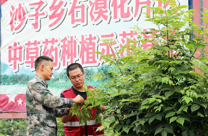 驻村工作队员正在管护中草药。