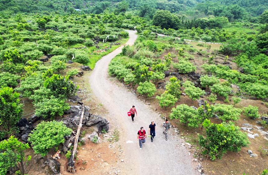 融安县沙子乡沙子村的中草药种植基地。