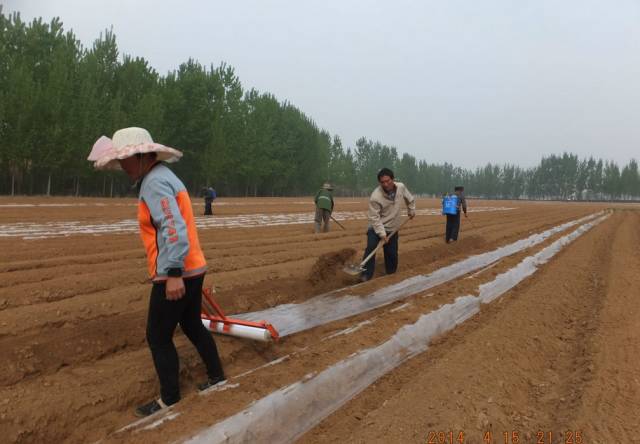 金樱子种植方法_金樱子种植技术要点_金樱子种植技术视频