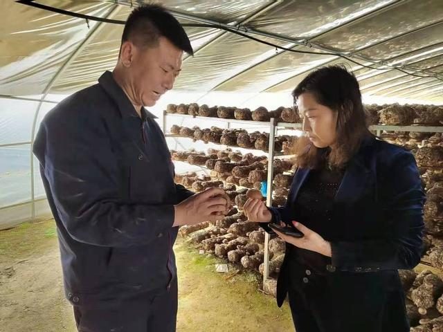 致富香菇种植农村视频_农村种植香菇致富吗_致富香菇种植农村图片大全