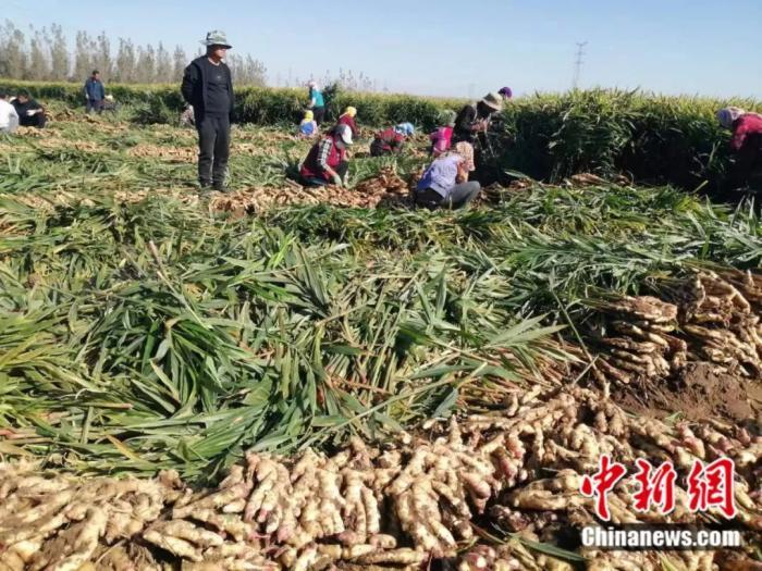 安丘生姜种植面积_山东安丘生姜种植_安丘种植生姜致富