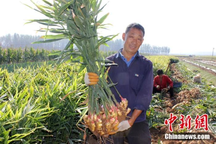 安丘种植生姜致富_山东安丘生姜种植_安丘生姜种植面积