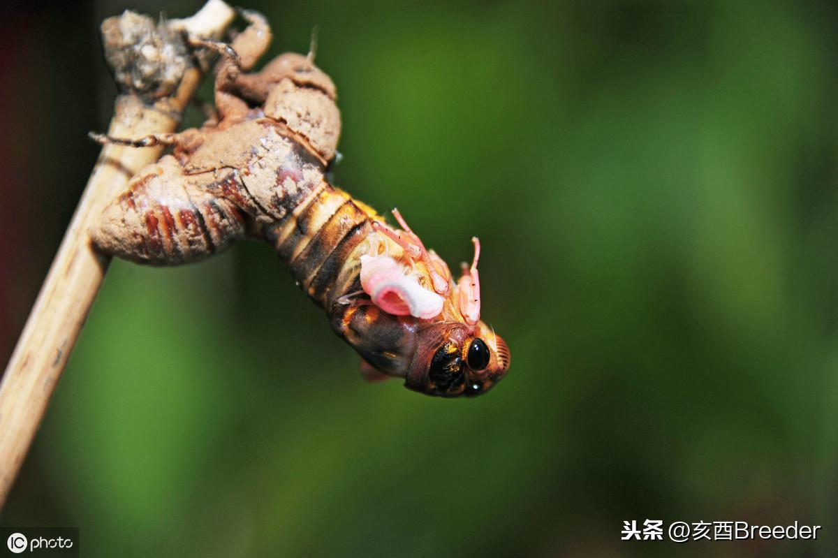 知了的种植方法图解_知了如何种植_知了种植技术