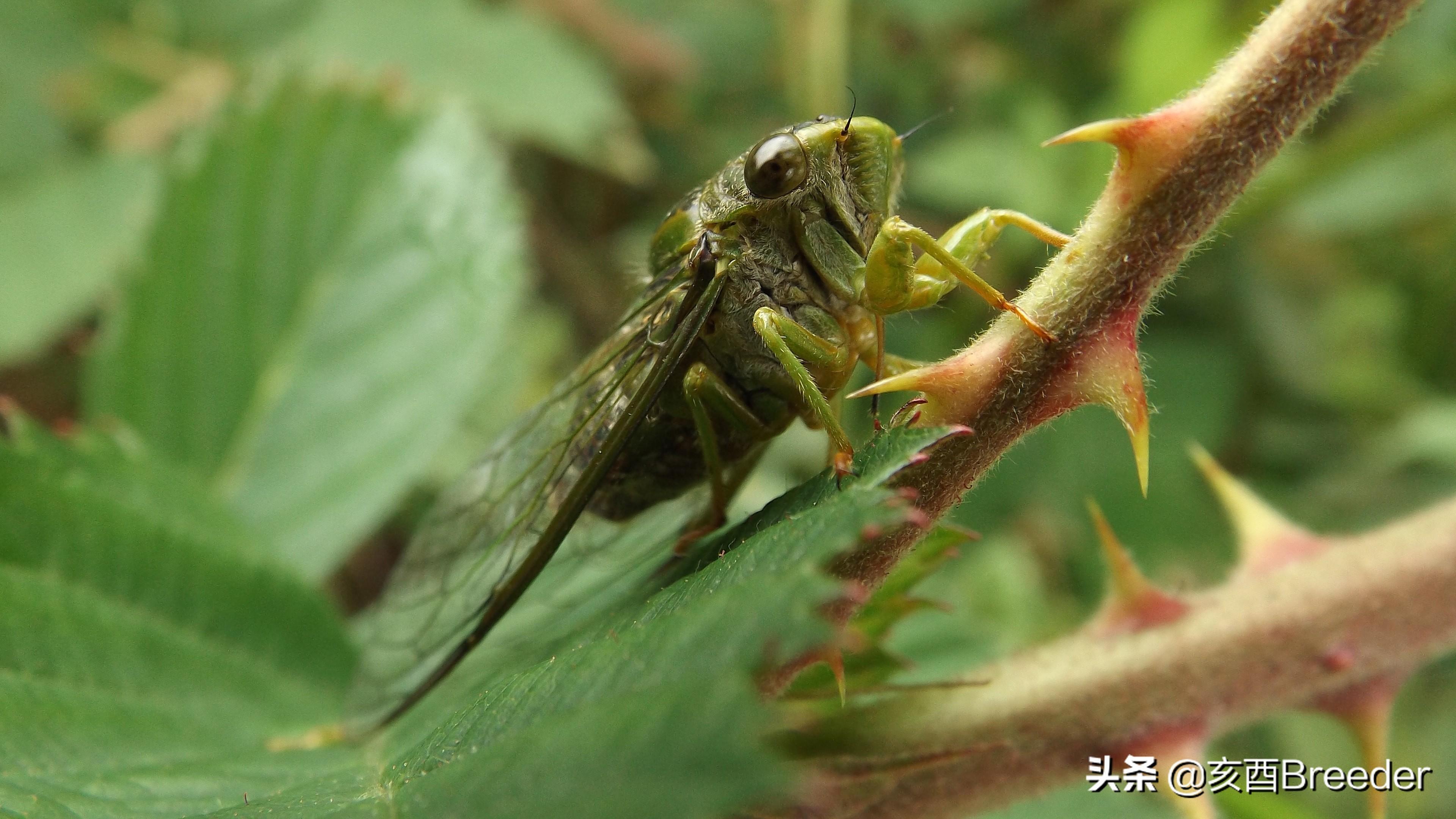 知了如何种植_知了的种植方法图解_知了种植技术