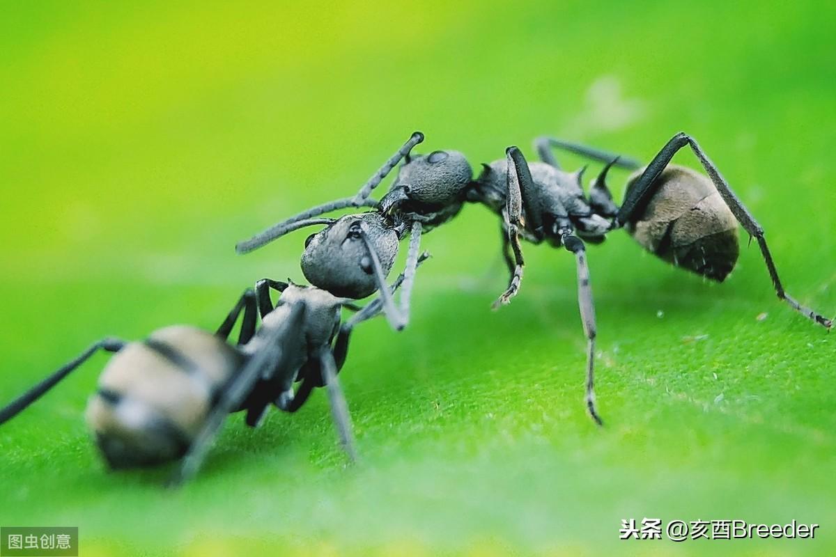 知了的种植方法图解_知了如何种植_知了种植技术