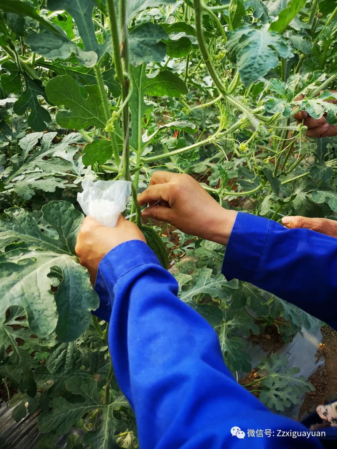 吊瓜怎么种植_吊瓜养殖技术_吊瓜的种植技术