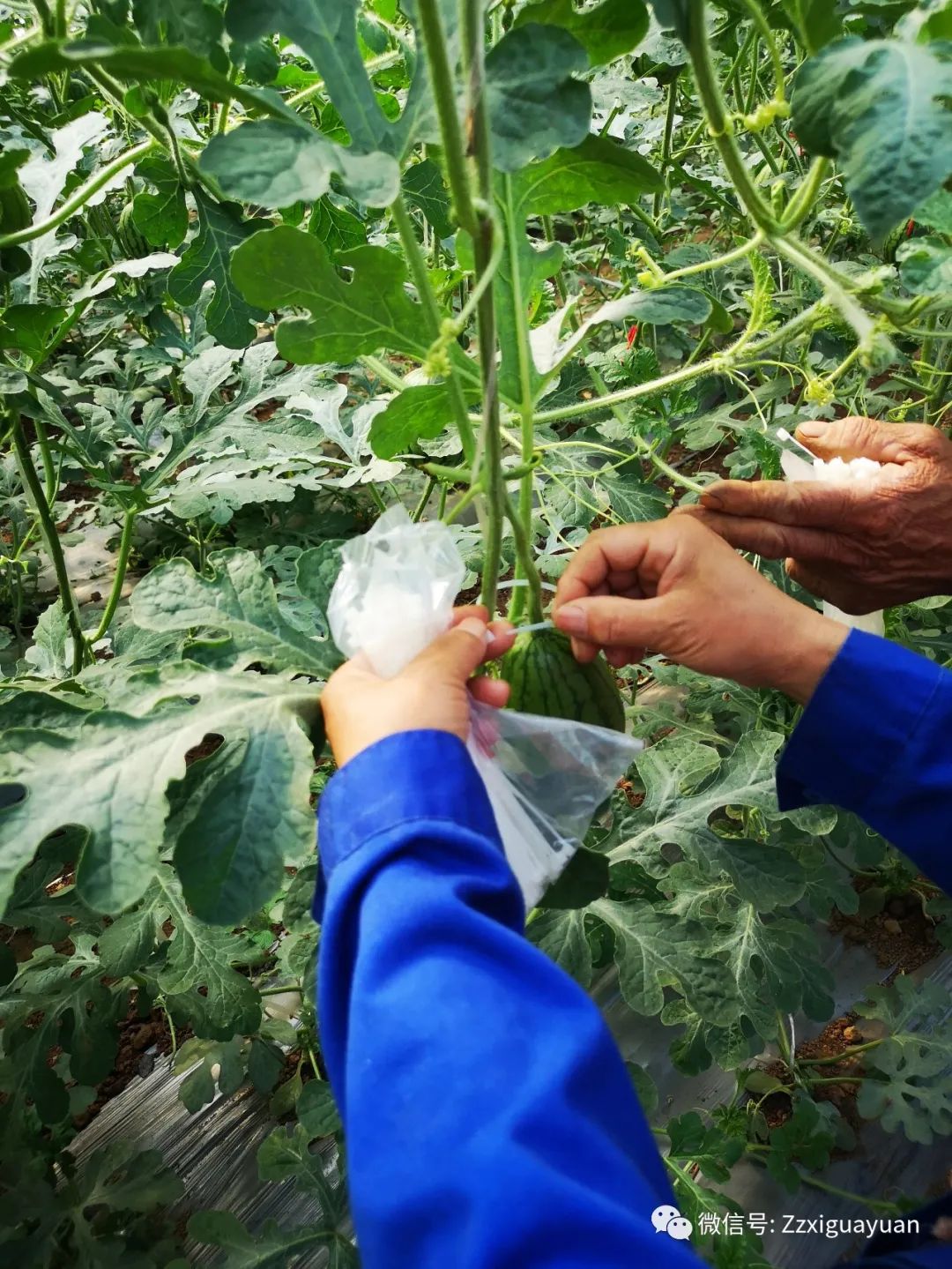 吊瓜怎么种植_吊瓜养殖技术_吊瓜的种植技术