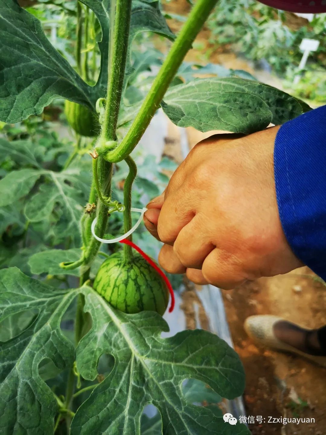 吊瓜的种植技术_吊瓜养殖技术_吊瓜怎么种植