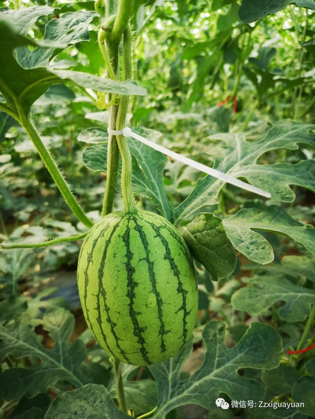 吊瓜的种植技术_吊瓜怎么种植_吊瓜养殖技术