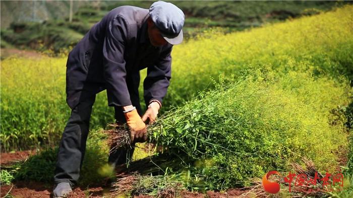 冰草种植致富_致富种植冰草视频_冰草种植条件