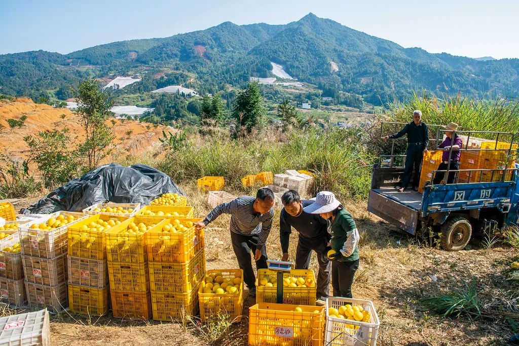 致富种植柑桔怎么样_种植柑桔致富_致富种植柑桔视频