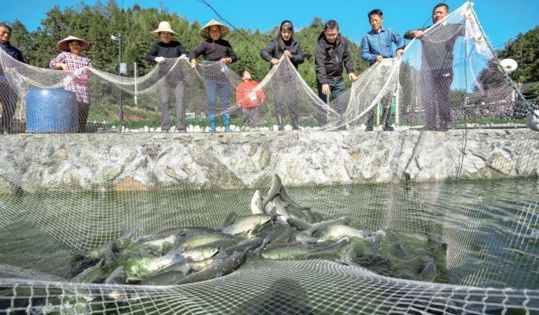 重庆流水鱼养殖_致富经重庆流水养鱼_重庆流水养鱼基地