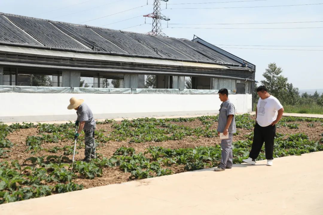 母猪养殖致富项目_养母猪致富经_致富养殖母猪项目介绍