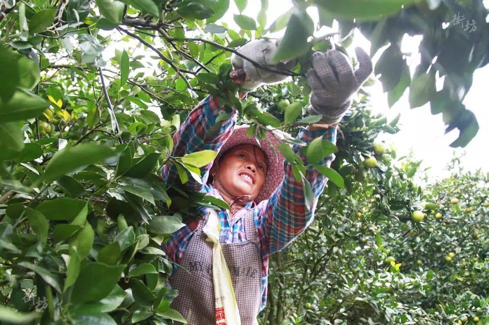 农村种植致富故事_农村致富故事成功_致富种植农村故事怎么写