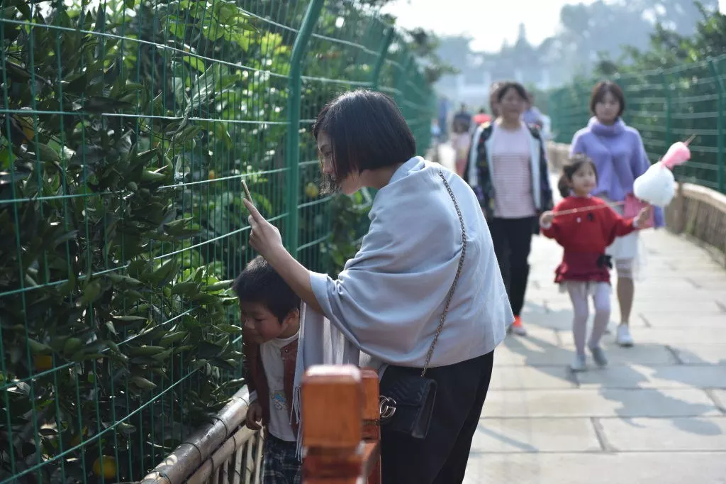 致富种植柑桔图片_柑橘种植效益_种植柑桔致富