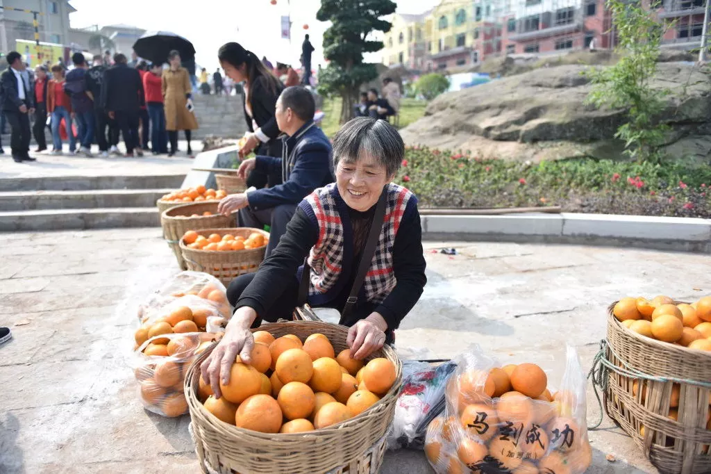 种植柑桔致富_致富种植柑桔图片_柑橘种植效益