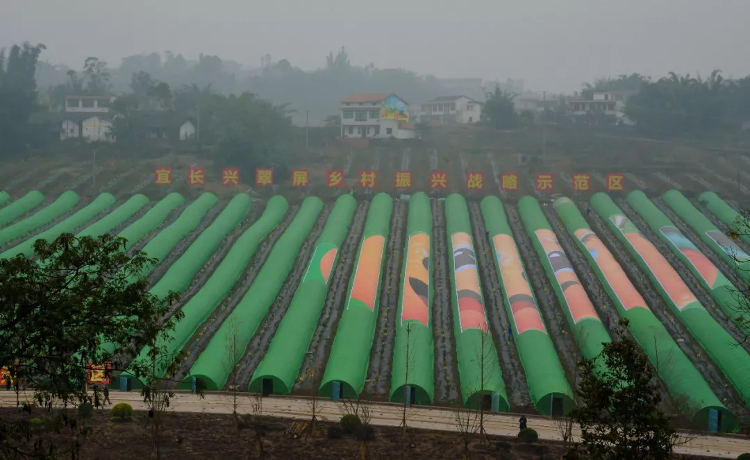 致富种植柑桔图片_柑橘种植效益_种植柑桔致富