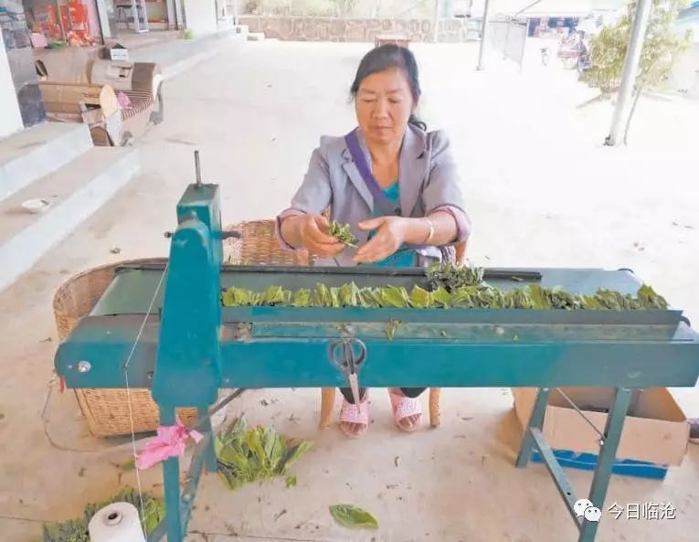 农村种植致富案例_农村致富故事成功_农村种植致富故事