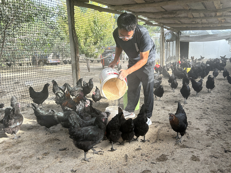 林下养殖圆退伍兵哥致富梦想