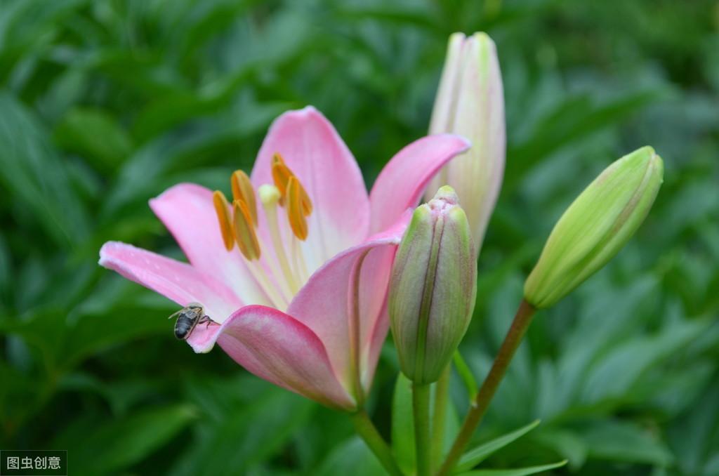 种植百合致富经_百合致富种植条件_百合种植收益