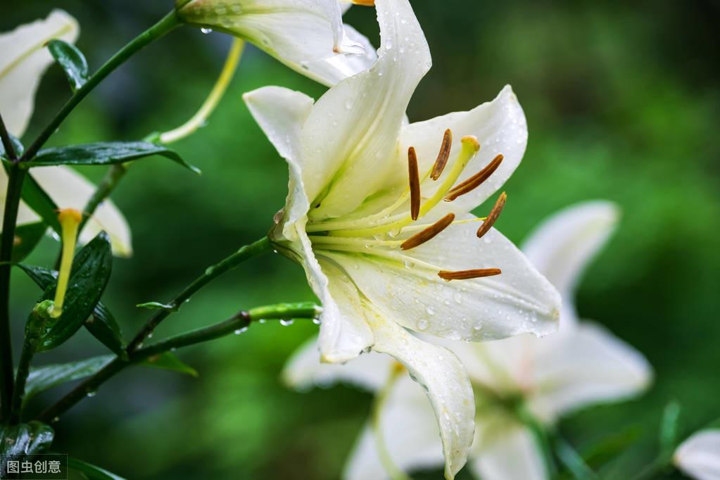 百合种植收益_种植百合致富经_百合致富种植条件