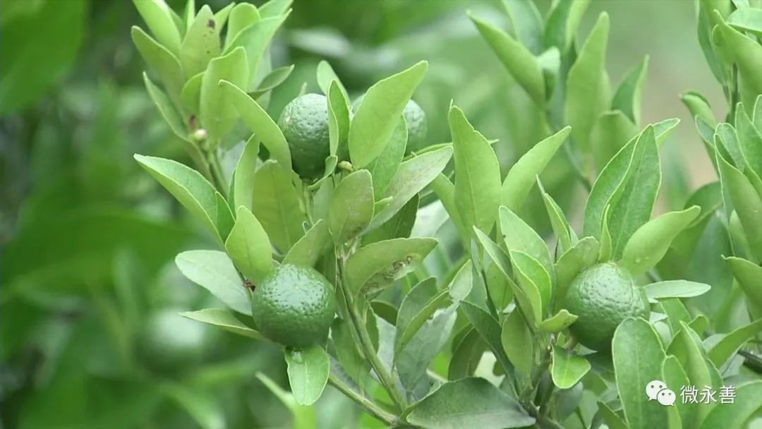 致富种植柑桔图片_种植柑桔致富_种植柑橘赚钱吗