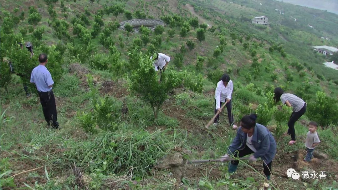 种植柑橘赚钱吗_致富种植柑桔图片_种植柑桔致富