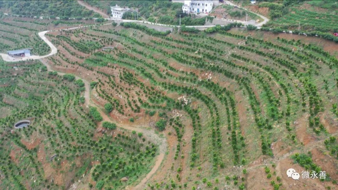 种植柑橘赚钱吗_种植柑桔致富_致富种植柑桔图片