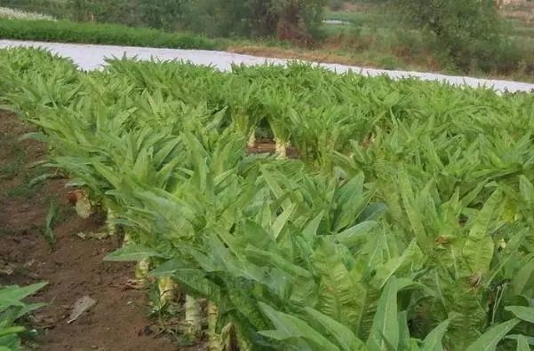 耐热种植莴笋技术与管理_夏天种耐热莴笋哪个品种好_耐热莴笋的种植技术