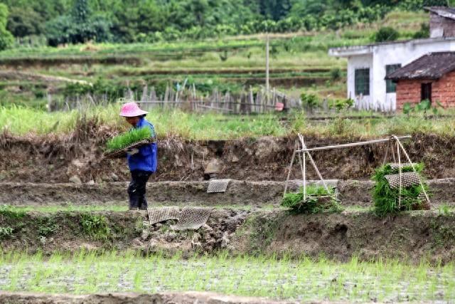 土地的农民要发财了：2024年农村致富新方法