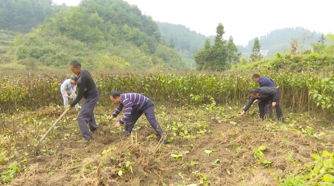 致富种植农村故事大全_农村种植致富故事_农村种植致富案例