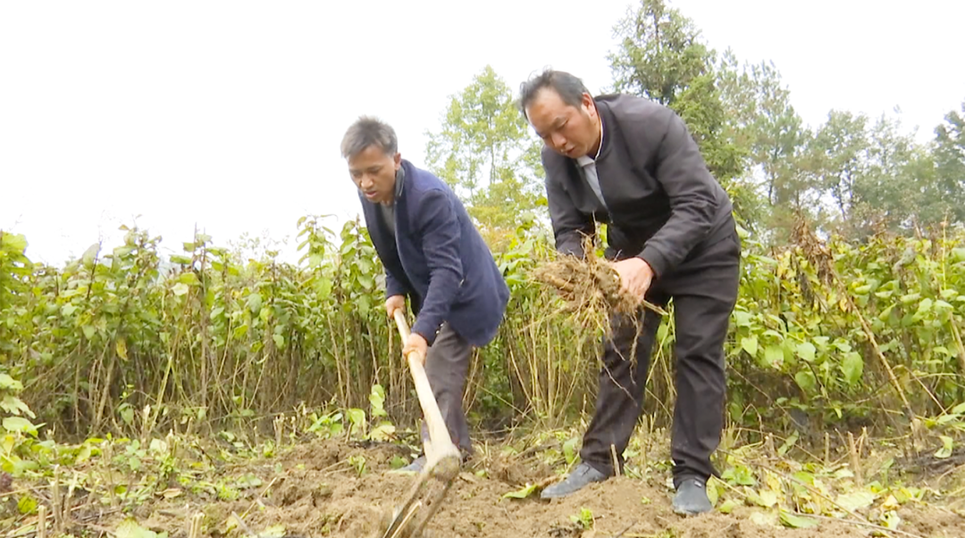 致富种植农村故事大全_农村种植致富故事_农村种植致富案例