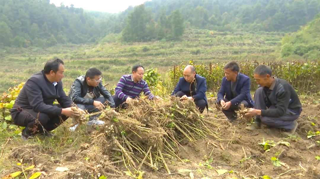 农村种植致富案例_致富种植农村故事大全_农村种植致富故事