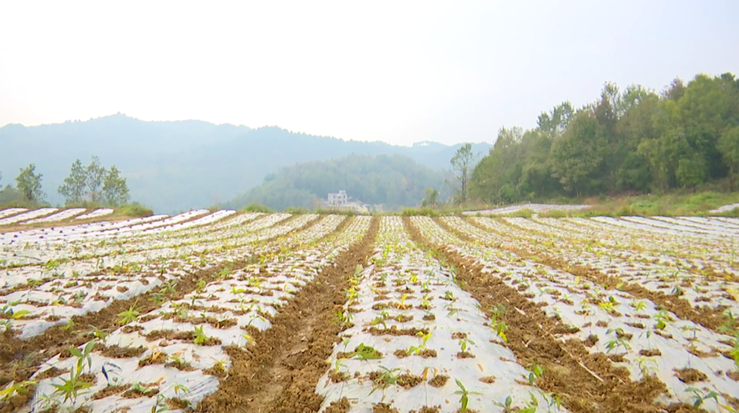 致富种植农村故事大全_农村种植致富案例_农村种植致富故事