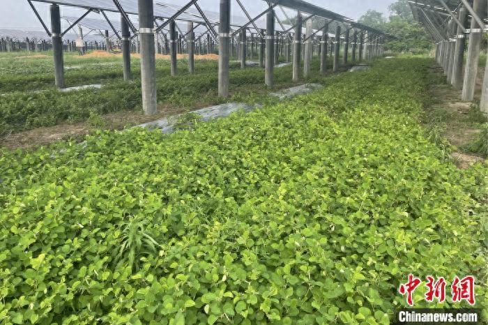 农村致富项目种植业_农村种植 致富项目_致富种植农村项目申请书