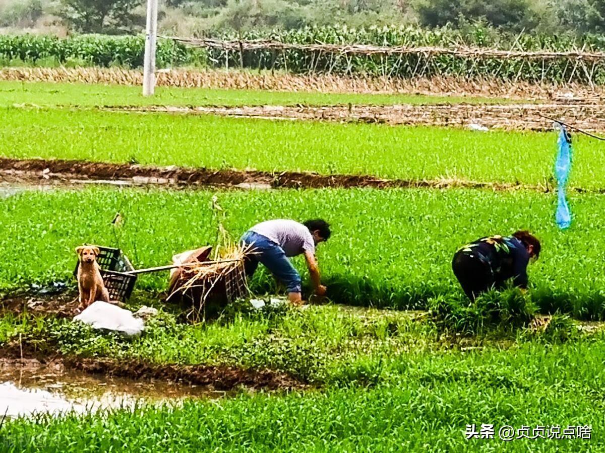 致富种植农村项目申请书_农村种植 致富项目_农村致富项目种植业