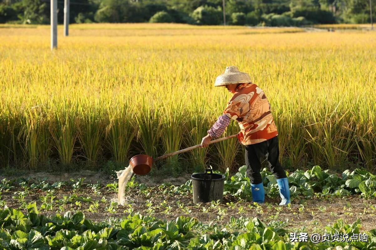 致富种植农村项目申请书_农村致富项目种植业_农村种植 致富项目