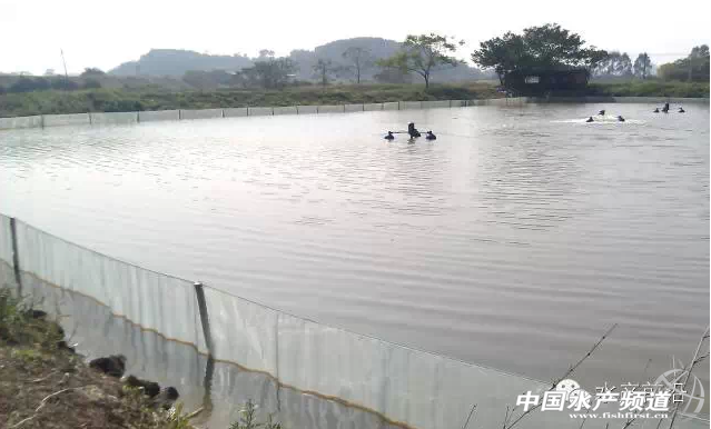 江西美女养台湾泥鳅致富经_台湾泥鳅养殖视频_台湾泥鳅养殖技术视频