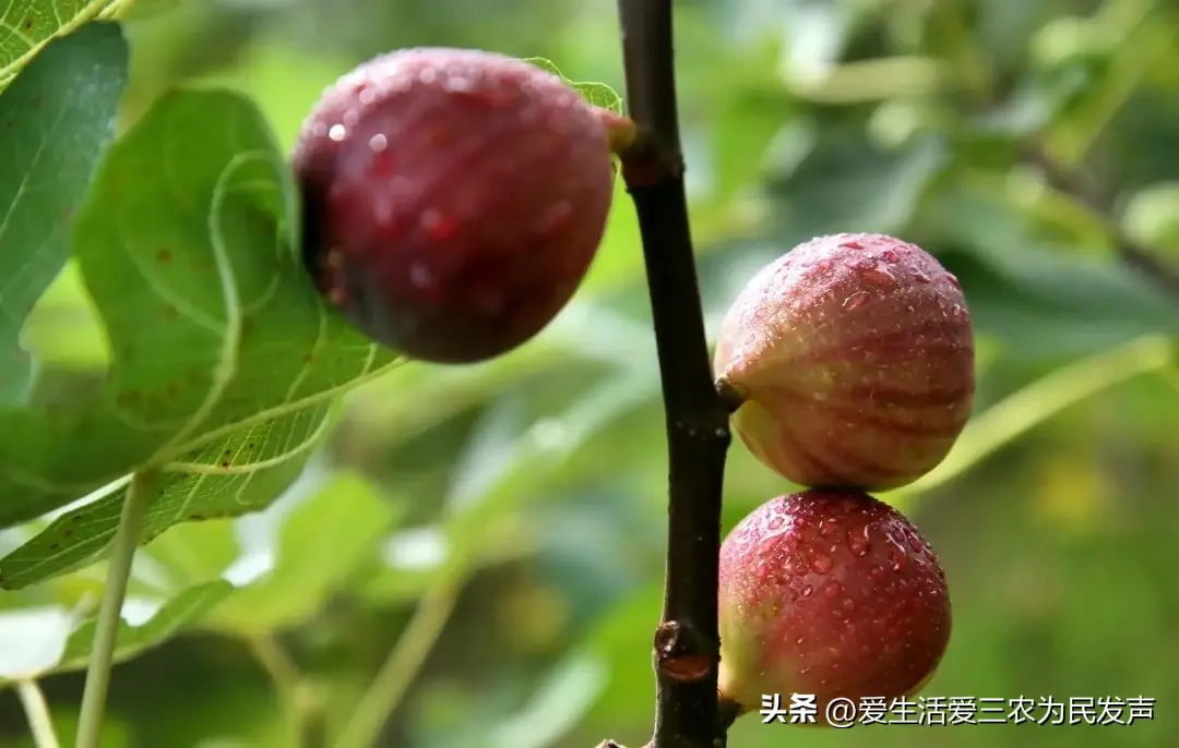 农村种植什么能致富_致富能种植农村土地吗_农村致富种植项目