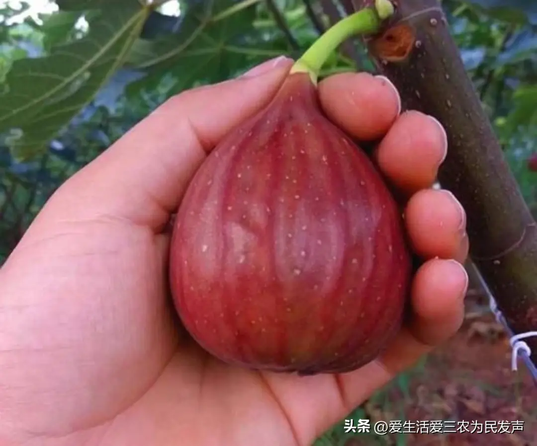 农村致富种植项目_致富能种植农村土地吗_农村种植什么能致富