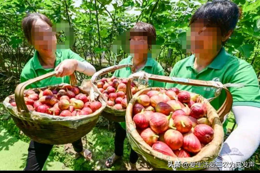 农村致富种植项目_致富能种植农村土地吗_农村种植什么能致富