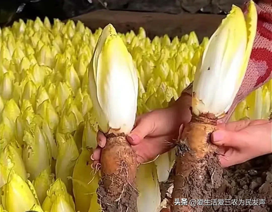 农村致富种植项目_农村种植什么能致富_致富能种植农村土地吗