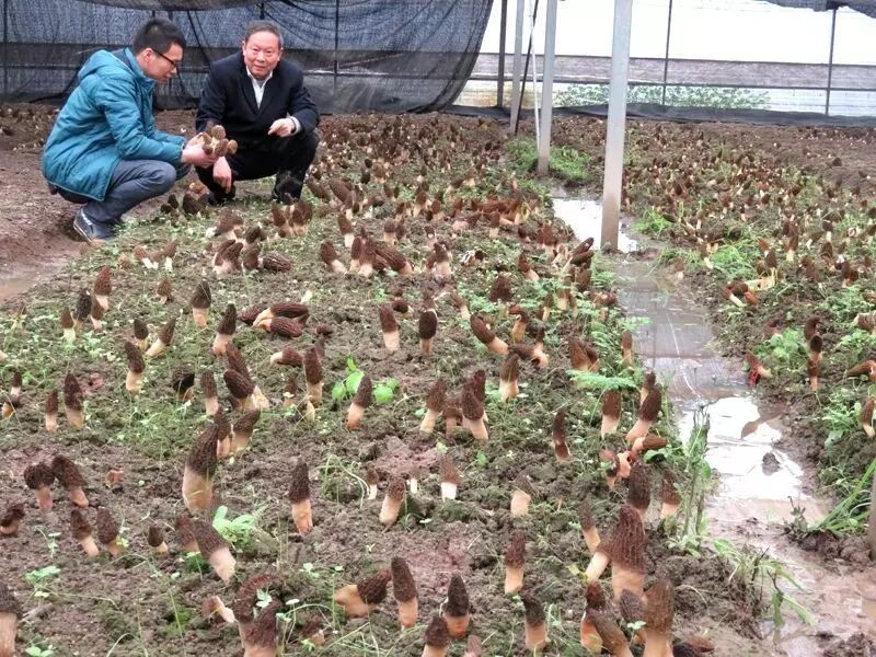 今晚央视七套《致富经》栏目将播出“改变命运的羊肚菌”节目