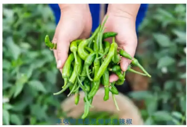 集种植生产技术_种植生产技术规程内容_种植工艺