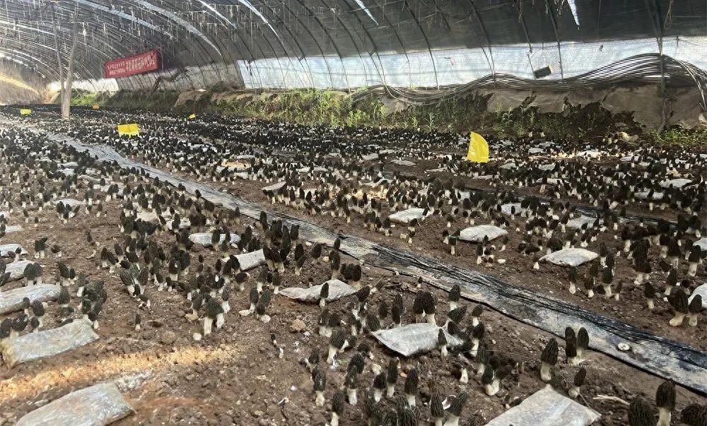 农村种植 致富项目_农村致富新项目种植_农村致富项目种植业