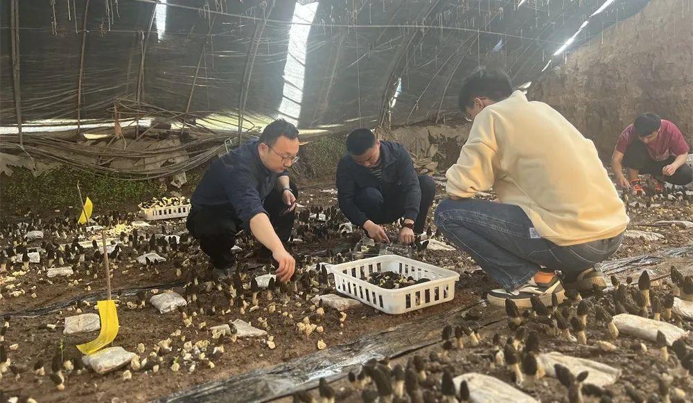 农村种植 致富项目_农村致富新项目种植_农村致富项目种植业