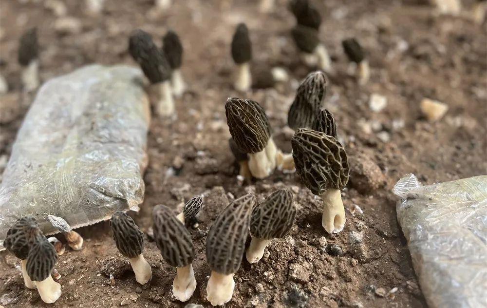 农村致富项目种植业_农村种植 致富项目_农村致富新项目种植