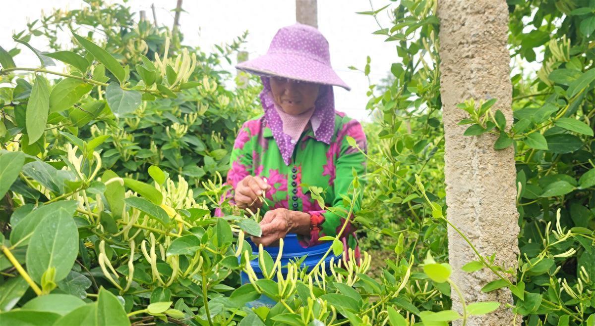 金银花里采“金银”，乡村开出“致富花”