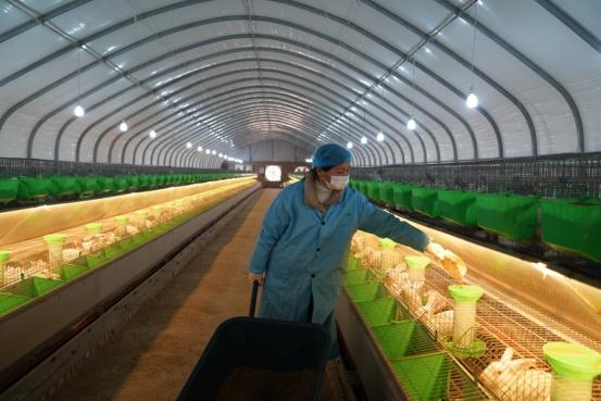 冰草种植致富_种植冰草收入怎样_冰草种植条件