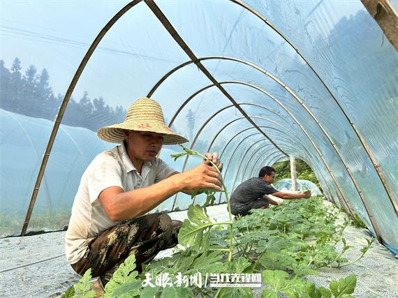 农村种植 致富项目_致富种植农村项目有哪些_农村致富新项目种植